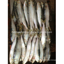 W / R Fresh Frozen Seafood Sardine Fish